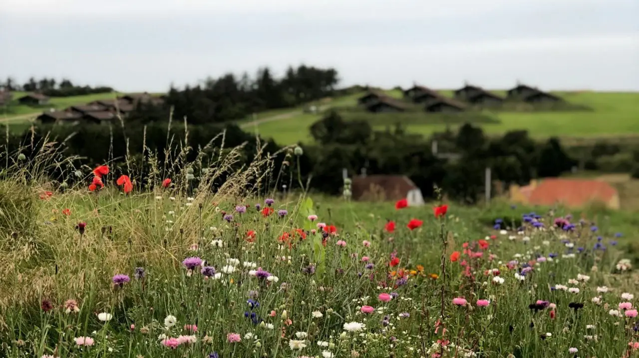 Blomstrende eng med farverige vilde blomster og høje græsser i et grønt bakkelandskab med spredte huse og træer under en overskyet himmel.